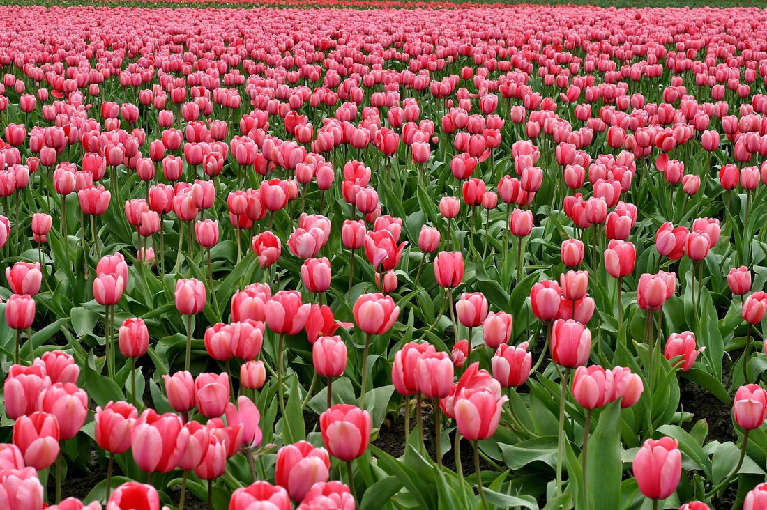 A vibrant field of pink tulips, symbolizing beauty and celebration for International Women's Day search trends.