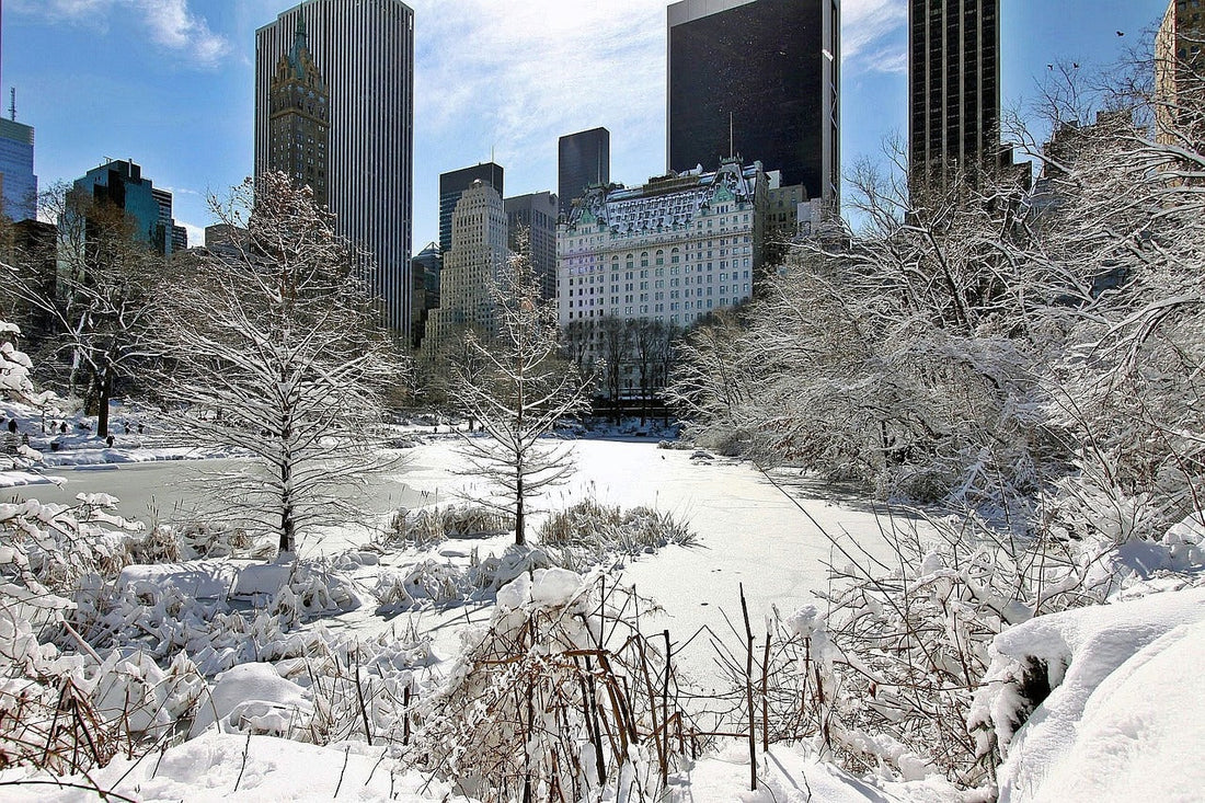 Winter Storm 2026 landscape with snow-covered trees and buildings in a winter setting.